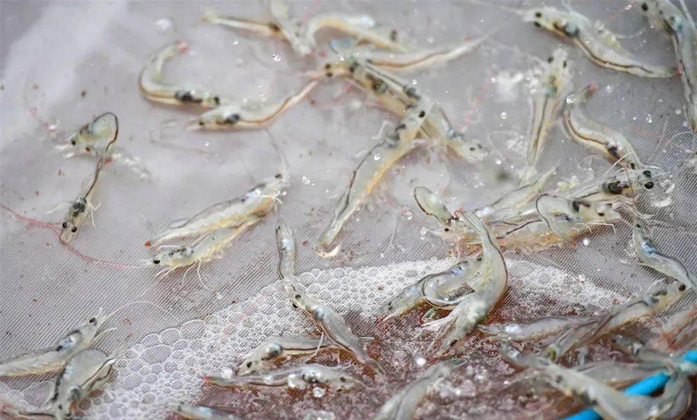 水產養(yǎng)殖如何控制蝦池堿度？